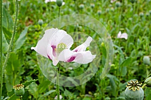 Opium poppy head, summer