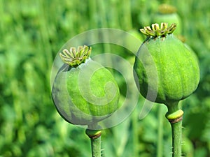 Opium poppy heads photo