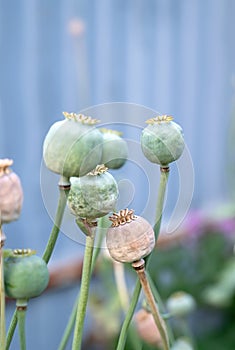 Opium poppy heads, close-up. Papaver somniferum, commonly known as opium poppy or bread poppy, is a species of flowering