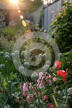 Opium poppy heads, close-up. Papaver somniferum, commonly known as opium poppy or bread poppy, is a species of flowering