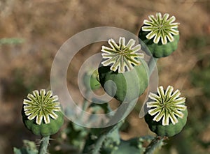 Opium poppy heads, close-up. Papaver somniferum, commonly known as the opium poppy or breadseed poppy, is a species of flowering