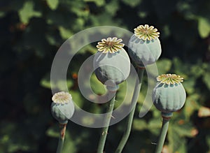 Opium poppy heads, close-up. Papaver somniferum, commonly known as the opium poppy or breadseed poppy, is a species of flowering