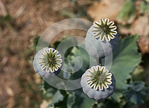 Opium poppy heads, close-up. Papaver somniferum, commonly known as the opium poppy or breadseed poppy, is a species of flowering