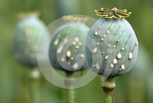 opium poppy heads with drops of opium milk latex