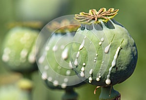 opium poppy heads with drops of opium milk latex