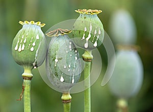 opium poppy heads papaver somniferum with opium drops