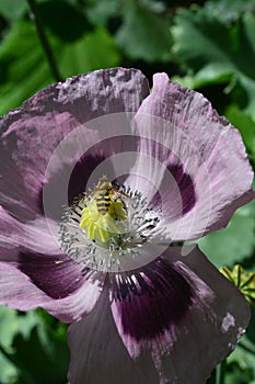 Opium poppy and hover fly.