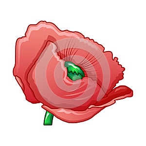 Opium poppy icon, cartoon style