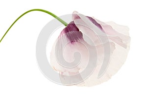 Opium poppy isolated