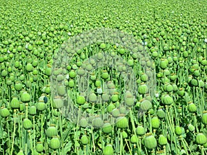 Opium poppy large field
