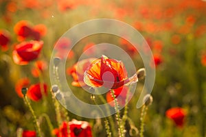 Opium poppy - macro