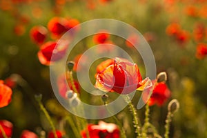 Opium poppy - macro