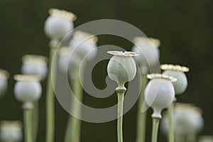 Opium poppy on natural green background