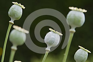 Opium poppy on natural green background