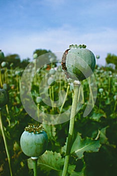 Opium poppy, opium field, [Papaver somniferum]