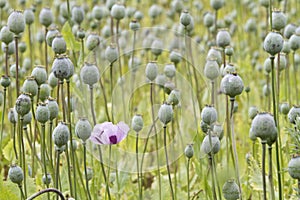 Opium poppy, Papaver somniferum