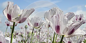 Opium poppy, Papaver somniferum