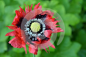 Opium poppy - Papaver somniferum