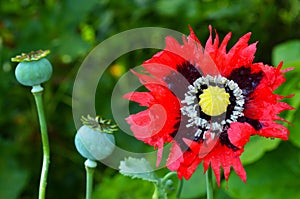Opium poppy - Papaver somniferum