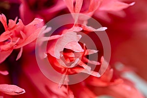 Opium poppy - Papaver somniferum - beautiful flower