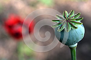 Opium poppy - Papaver somniferum photo