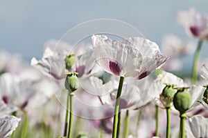 Opium poppy, Papaver somniferum photo