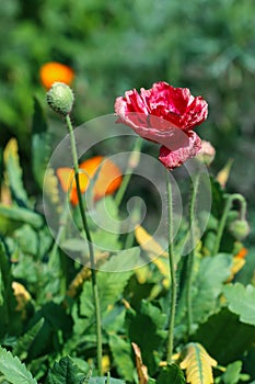 Opium Poppy,Papaver somniferum L.,flowers.