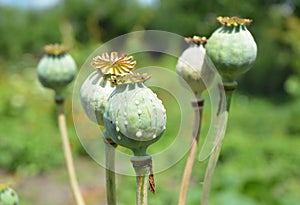 Opium poppy. Close up on Papaver somniferum, the opium poppy cultivation