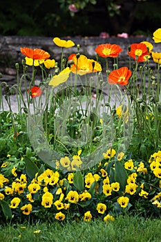 Opium poppy, Papaver somniferum with red and yellow flowers