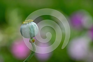 Opium poppy Papaver somniferum seed head on nature colorful background