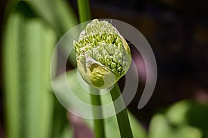 Opium poppy. Papaver somniferum in UC university. Of California, Berkeley botanical garden