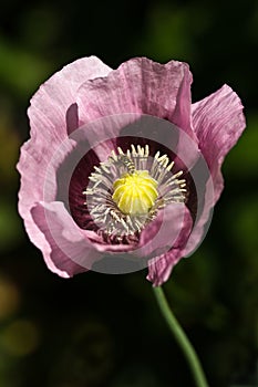 Opium poppy with pink flowers photo