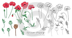 Opium poppy plant set. Colored and outline set stock vector illu