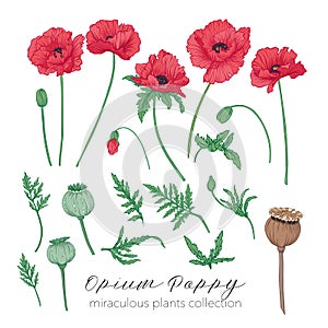 Opium poppy plant set. Colored stock vector illustration.