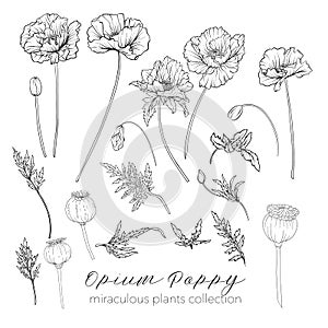 Opium poppy plant set. Outline stock vector illustration.