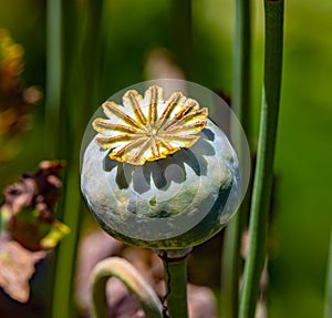 Opium poppy pod, papaver somniferum,From UC Berkeley botanical garden