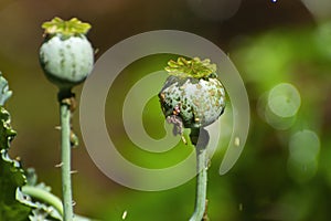 Opium Poppy pod with water drops