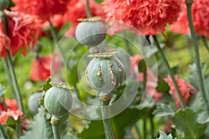 Opium poppy pods with opium latex ready to harvest photo