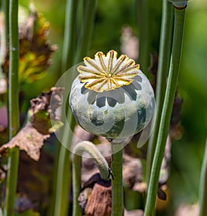 Opium poppy pods. Papaver somniferum. From UC Berkeley botanical garden