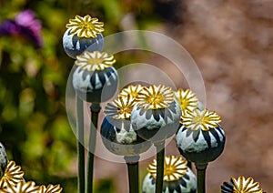 Opium poppy pods. Papaver somniferum. From UC Berkeley botanical garden