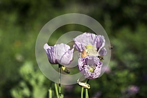 Opium poppy, purple poppy flower blossoms in a field. Papaver somniferum. Bees fly and pollinate poppy flowers