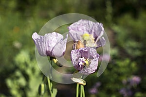 Opium poppy, purple poppy flower blossoms in a field. Papaver somniferum. Bees fly and pollinate poppy flowers