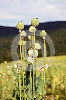 Opium poppy seed capsule