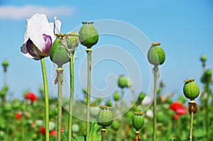 Opium poppy seed capsule and flower photo