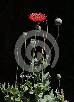 Opium poppy seed heads and flower after flowers have dropped off against a black background