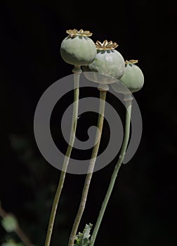 Opium poppy seed heads after flowers have dropped off against a black background