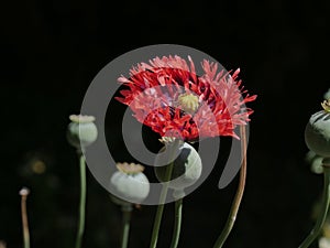 Opium poppy seed heads and red flower against a black background