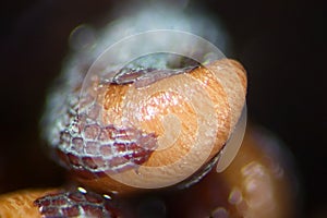 Opium poppy sprouted seeds. Wet shoots Papaver somniferum by microscope. Narcotic, drug opiates and food plant