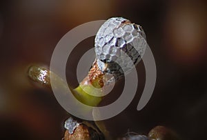 Opium poppy sprouted seeds. Wet shoots Papaver somniferum by microscope. Narcotic, drug opiates and food plant