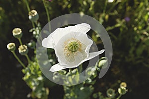 Opium poppy white flower close up